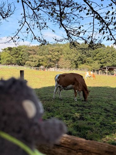那須高原におでかけ！

日本では珍しい
ガーンジィ牛っていう牛ちゃんに会ったよ！
ミルク美味しかったよー！