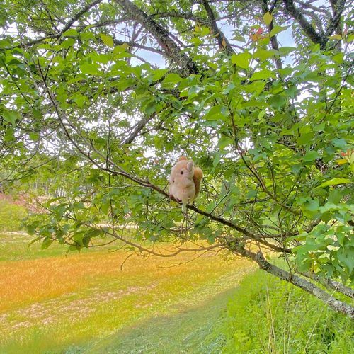 ゴールデンウィークは自然が多いところに行くことが多かったな！楽しかった🐿️