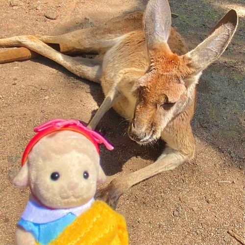 カンガルー🦘みんなゴロゴロしてた笑
⭐︎旅行の思い出⭐︎