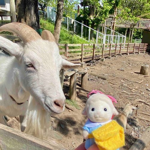 ヤギさんこんにちは♪🐐
⭐︎旅行の思い出⭐︎
