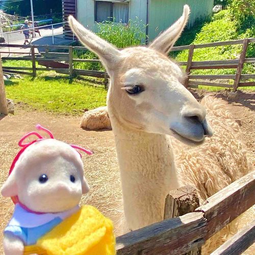 アルパカさん🦙こんにちは☀️
⭐︎旅行の思い出⭐︎
