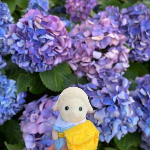 あじさいたくさんあったよー🎶