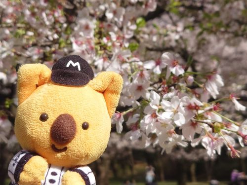 見頃だね