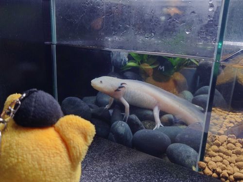 ｳﾊﾟ…
