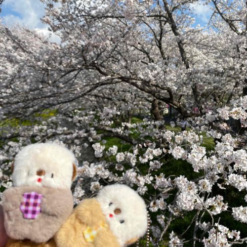 桜を見ました！
とても綺麗で本当に見れてよかったと思いました🌸