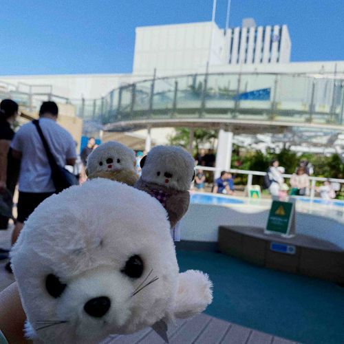 お久しぶりです。
実は新しいお友達ができました。赤ちゃんアザラシのアザラシさんです🦭
ちょっといつも怒ってます、でも優しい子です。