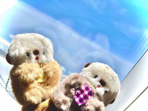 福岡にいきます🦦
飛行機はちょっと怖いです。