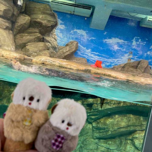 みてください！ぼくたちの仲間に会うことができました🦦
また会いにきたいです！