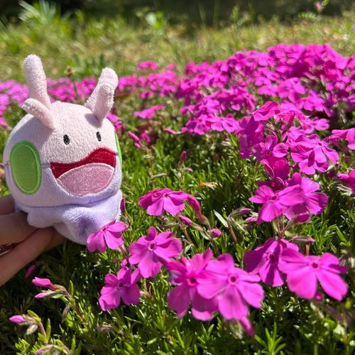 キレイに咲いてるね、ヌメラ