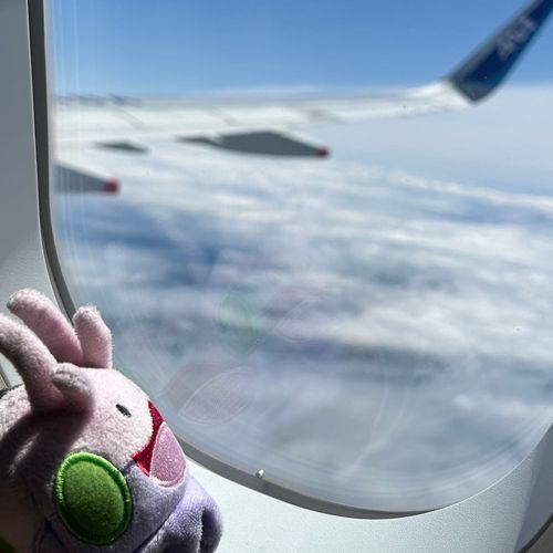 初めての飛行機ヌメ！✈️