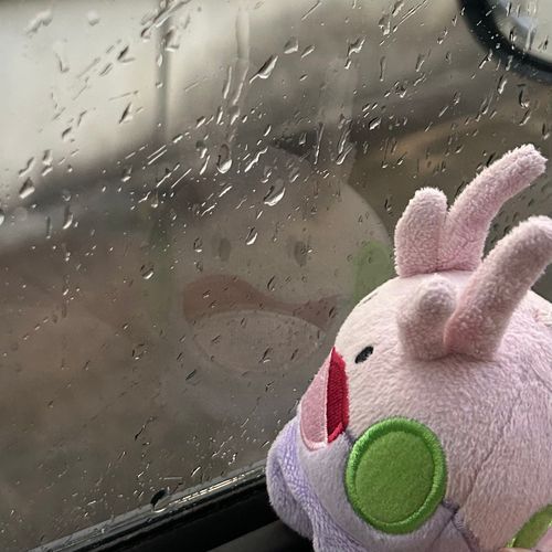 雨降ってきて嬉しそうなヌメさん☂️