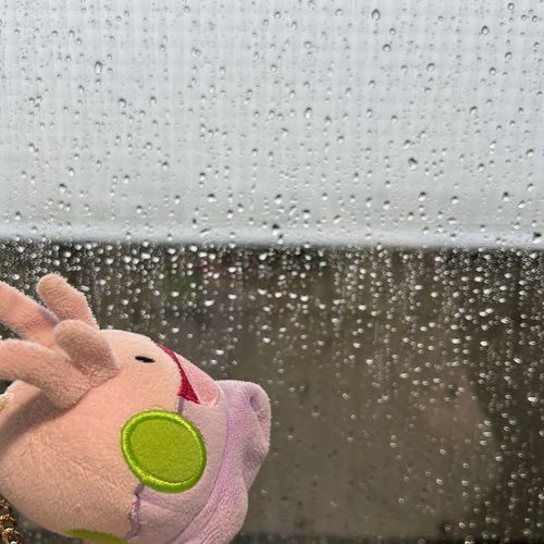 ヌメラもびっくりするほどの雨☔️