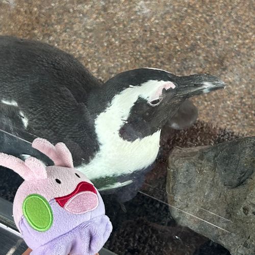 ペンギンに横目で見られるヌメさん🐧