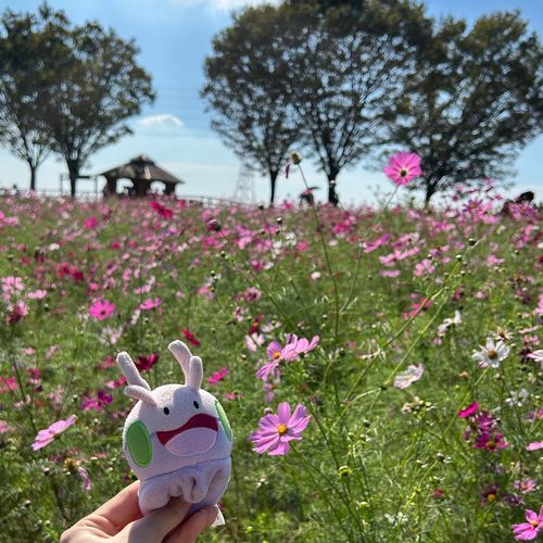 コスモス畑！綺麗だったヌメ〜！