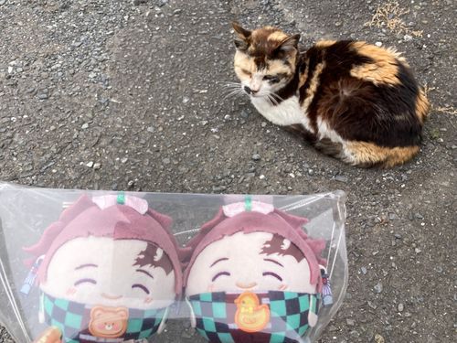 弟ズ(っ◜◡◝ｃ)🧸🐥
「小さい猫ちゃんに会いました☺️逃げなくて可愛かったです☺️」