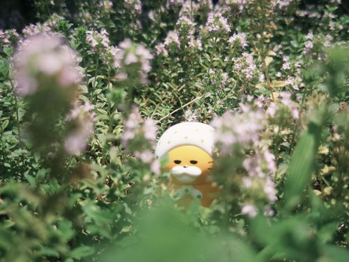 お花にかこまれて🌸
