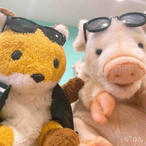 🐷🦊🕶