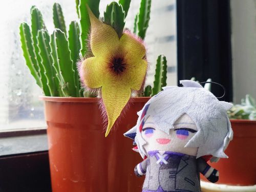 🌵