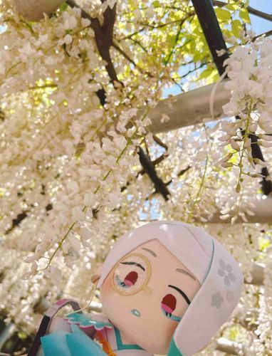 しろい ふじのはなだ  
おれの かみと おなじいろだと あるじが うれしそうに みていた  