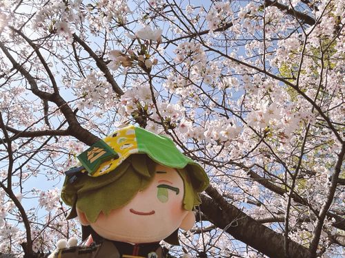 さいきん とうこうひんどが おちているが あるじと おれたちは げんきだ  
きょねんと おなじ ばしょで はなみを したぞ 