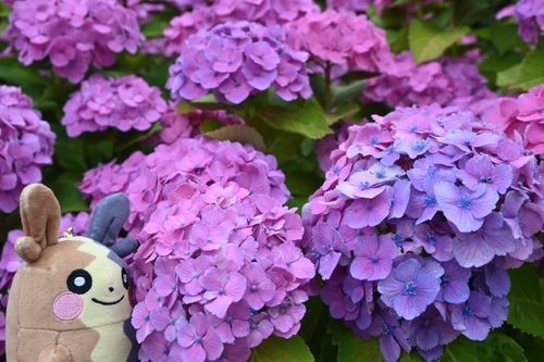 あじさいっていうお花を見に行ったぺこ！いろんな色があるぺこね〜
お散歩はこういう発見があってたのしいぺこ！