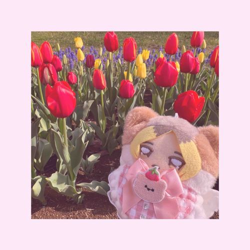 🐱 ちゅーりっぷいっぱいだね。
      
