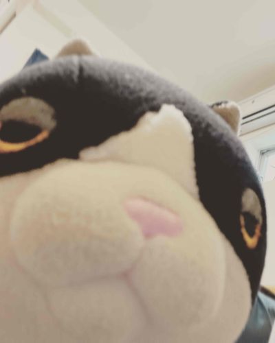 オレ、ハチワレ…
自撮りしてみた…
勝手に投稿してる…バレないように…ｺﾞｿｺﾞｿ…

ハチワレ 3歳 ♂