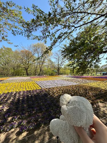 おはなみにいったみる🌷