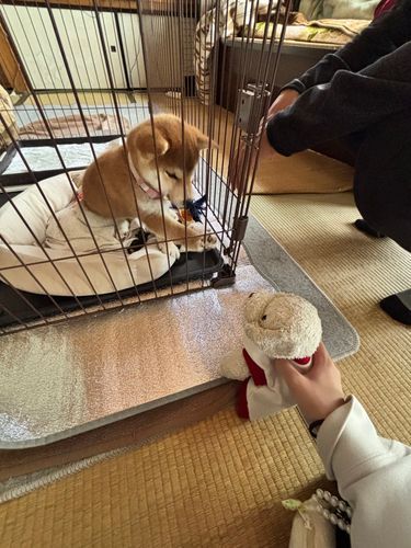 しばいぬとふれあってきたみる🐕