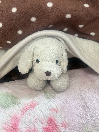 こたつでぬくぬくみる🐶