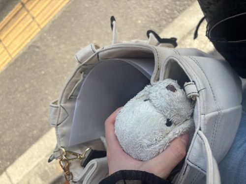 今日は面接まで一緒にいたみる🐶
七夕みる🎋
みるは主みると一緒にずっと居れますようにってお願いしたみる~