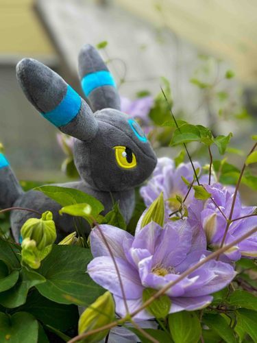 庭のクレマチスが開花したので一緒に撮影！
