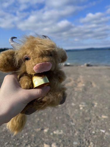 湖だぞ！牛くん！