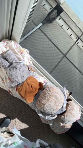 きょうは おてんきが いいから たのんで ひなたぼっこ させて もらったんだぁ〜🧸☀️
ふかふかに なるかなぁ🧸❓
あったかくて きもちいいなぁ〜🧸🎵