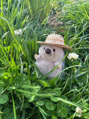 よつばのクローバーあるかな〜🍀
見つけたらしあわせになれるんだって！
