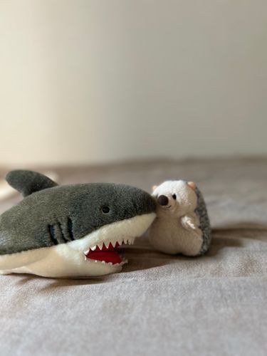 みんなおはよ〜🌞
ボクはジョーズにのっておしごといってきます🦈