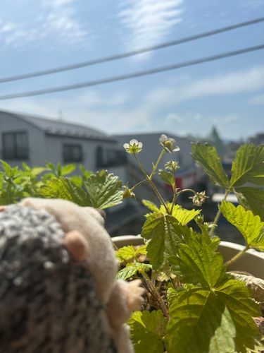 いちごのお世話してるよ🍓
はやくおっきくなぁれ〜✨