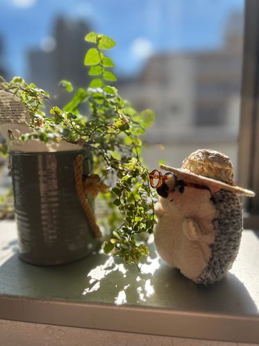 ぽちゃガーデン、はじめました🪴
おひさま気持ちがいいね〜🌞