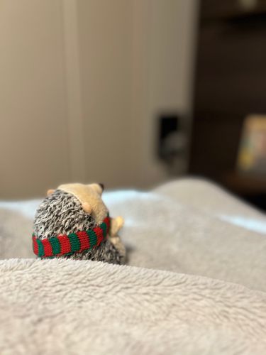 き、きょうは寒かったよね。
マフラーしちゃった🧣