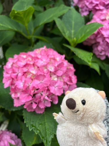 こんなに暑いのに、もうすこしすると梅雨なんだって☂️
