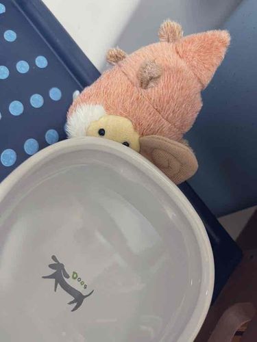 昨夜はこの水たまりに落ちちゃって、たいへんだった！