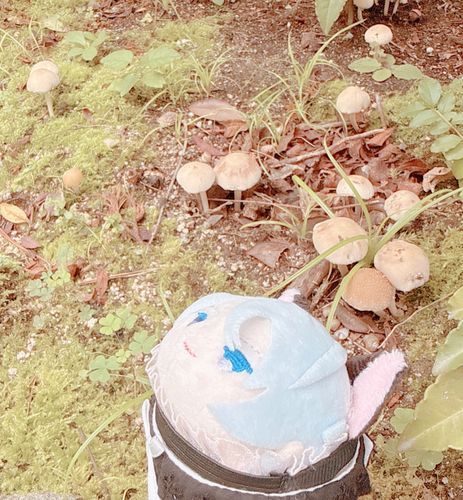 おにわにいっぱいきのこがはえていた。まいとし ちがうきのこがはえてくるきがする。なぜ。これはおみそしるにいれたら おいしそうかもしれない…
