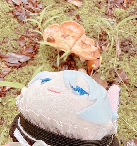 あたらしいきのこはっけん！これはしちりんであぶって おしょうゆでいきたい。さいきんずーーっとあめで きのこさがすぐらいしか できないかな
