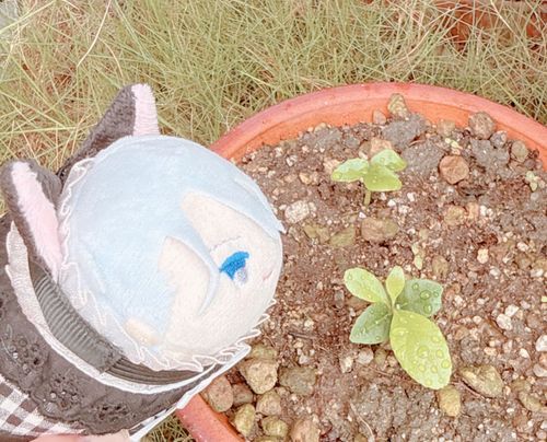 れもんのたねをうえて、はやすうかげつ…めがでてきた！もうだめだとおもっていたから おどろいたかな。…これ れもんだよね…？