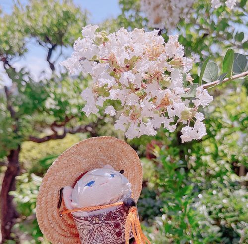 さるすべりがみごろだよ。よくみるとありがいっぱいいるんだ。あまいみつがでるのかな