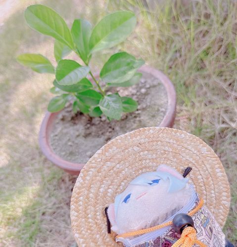 れもんのきはじゅんちょうにせいちょうちゅう。うえきばちがちいさいので おにわにうえかえたいけど、なつはやめたほうがいいってかいてある…うーん