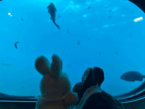 おっきいおさかなに興味津々