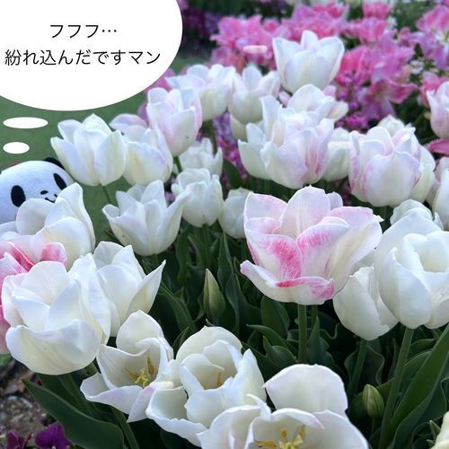 少し前に見に行ったチューリップだパン🐼🌷💛