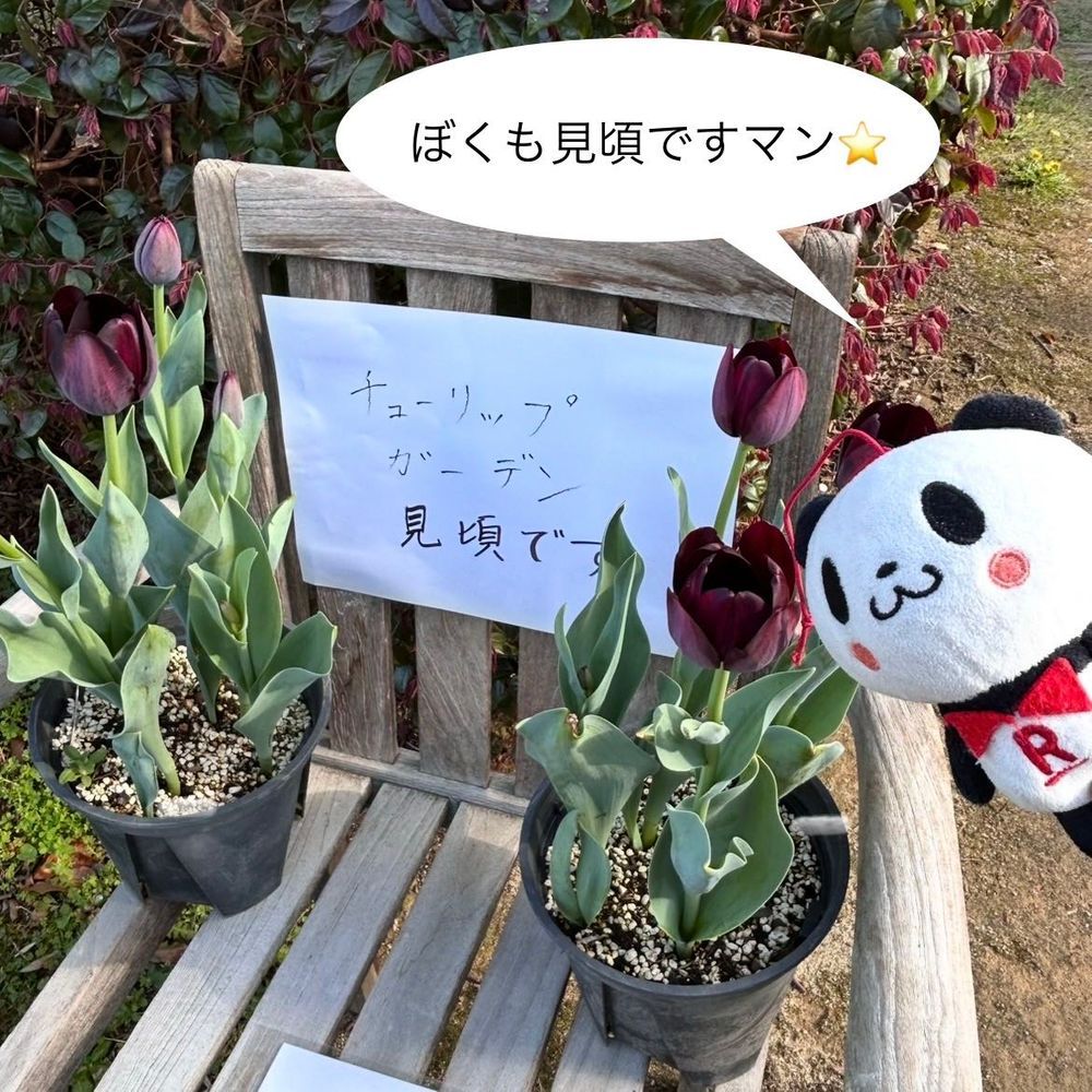 少し前に見に行ったチューリップだパン🐼🌷💛