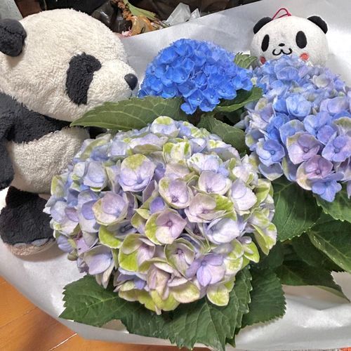 「紫陽花がおうちに来てくれたんだパン✨とってもキレイでかわいいんだパン🩵大切にお世話するんだパン🐾」「なんかちっこいやつもいるですマン👀がんばって大きくなるですマンよ🌟」